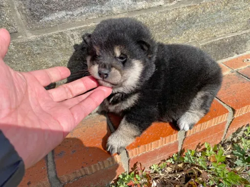柴犬の子犬販売