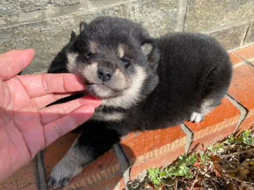 柴犬の子犬販売