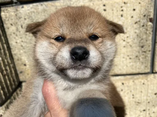 柴犬の子犬販売