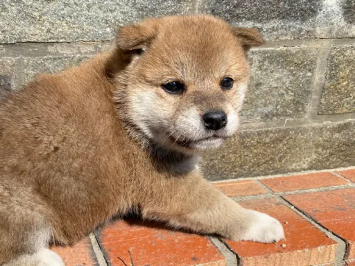 柴犬の子犬販売