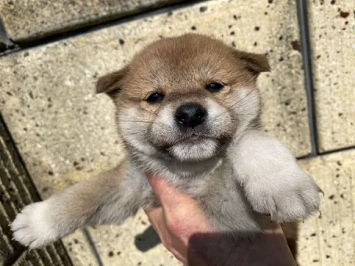 柴犬の子犬販売