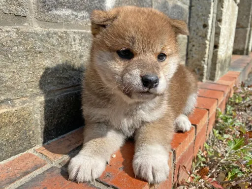 柴犬の子犬販売