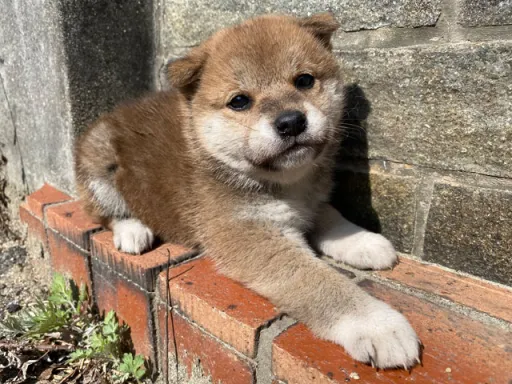 柴犬の子犬販売