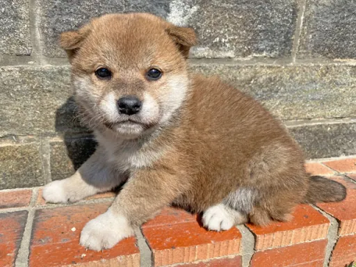 柴犬の子犬販売