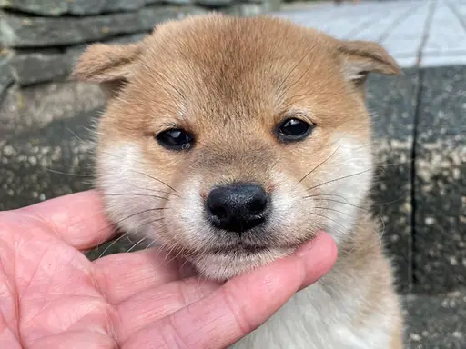 柴犬の子犬販売