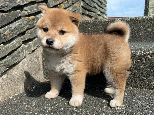 柴犬の子犬販売