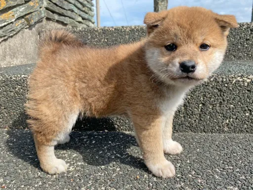 柴犬の子犬販売