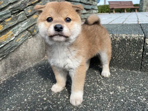 柴犬の子犬販売