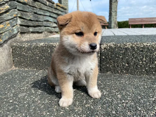 柴犬のサムネイル画像5
