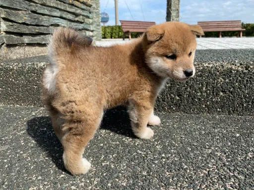 柴犬のサムネイル画像6
