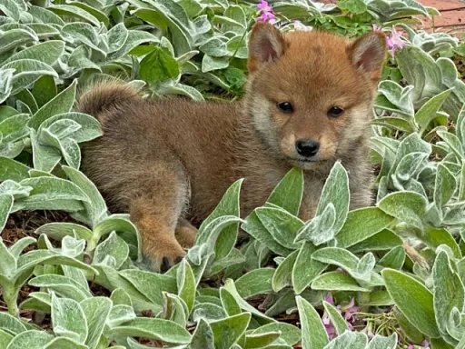 柴犬の子犬販売