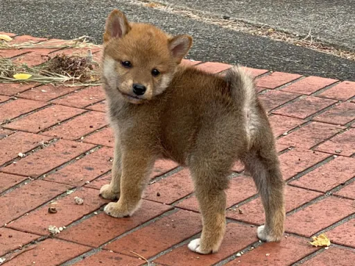 柴犬の子犬販売