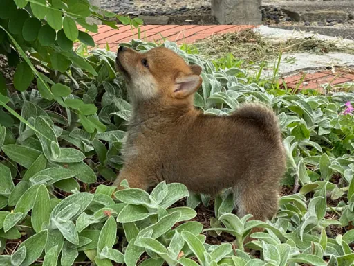 柴犬の子犬販売