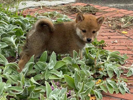 柴犬の子犬販売