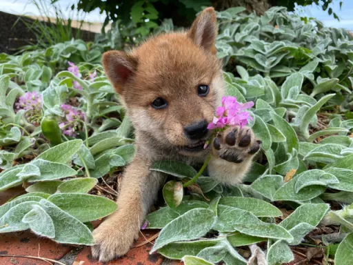 柴犬の子犬販売