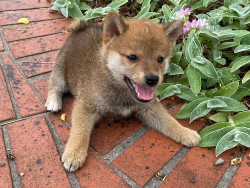 柴犬の子犬販売