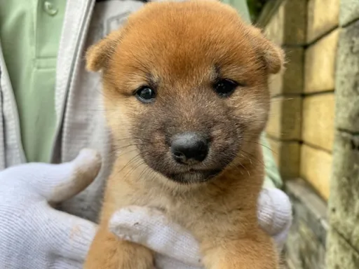 柴犬の子犬販売