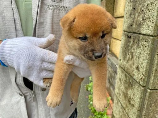 柴犬の子犬販売