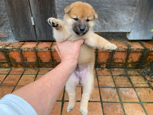柴犬の子犬販売