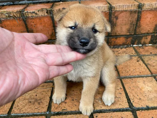 柴犬の子犬販売