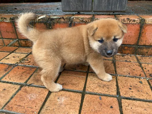 柴犬の子犬販売