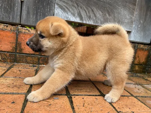 柴犬の子犬販売