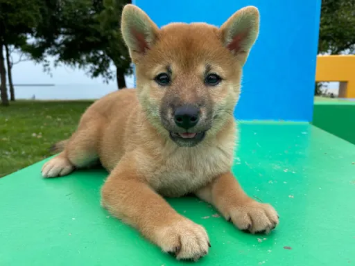 柴犬の子犬販売