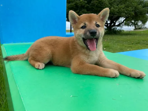 柴犬の子犬販売
