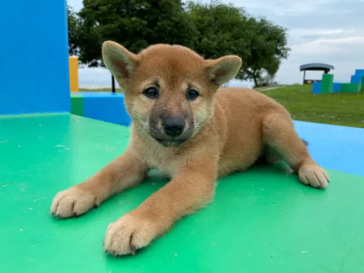 柴犬の子犬販売