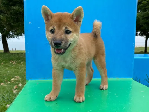柴犬の子犬販売