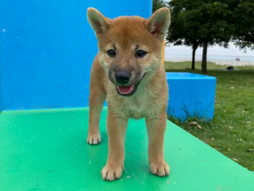 柴犬のサムネイル画像5