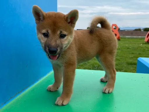 柴犬のサムネイル画像6
