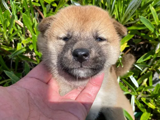 柴犬の子犬販売