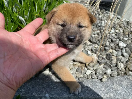 柴犬の子犬販売