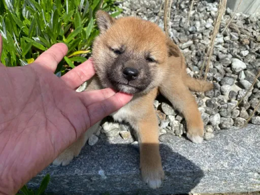 柴犬の子犬販売