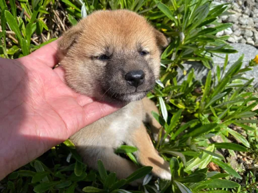 柴犬の子犬販売