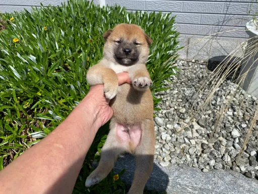 柴犬の子犬販売