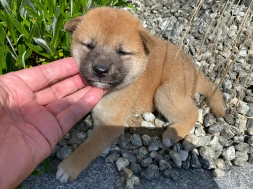 柴犬の子犬販売