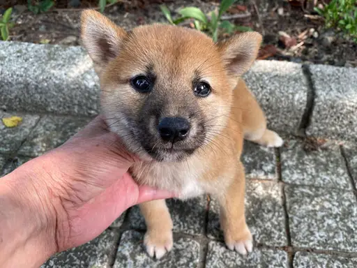 柴犬の子犬販売