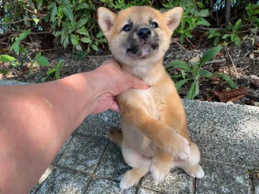 柴犬の子犬販売