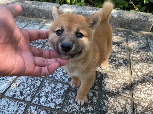 柴犬の子犬販売