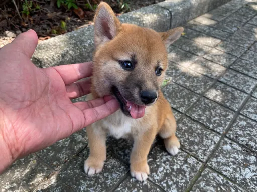 柴犬の子犬販売
