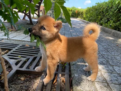 柴犬のサムネイル画像5