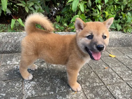 柴犬のサムネイル画像6