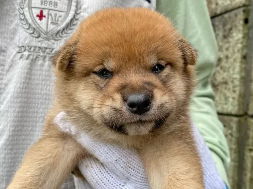 柴犬の子犬販売
