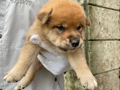 柴犬の子犬販売
