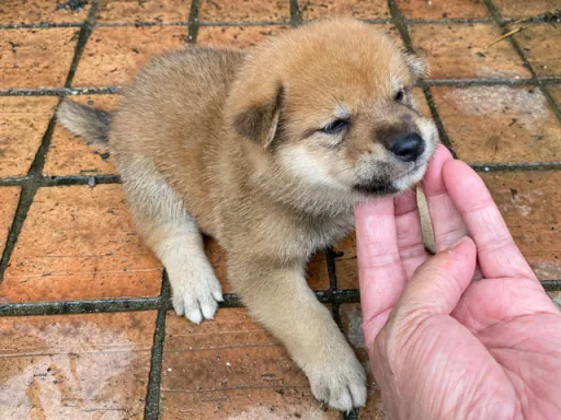 柴犬の子犬販売