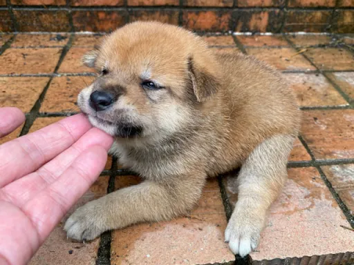 柴犬の子犬販売