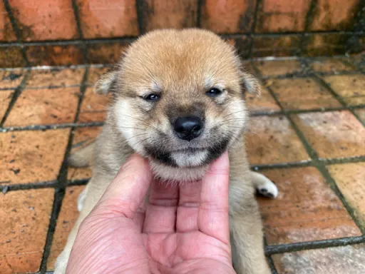 柴犬の子犬販売
