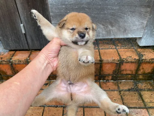 柴犬の子犬販売
